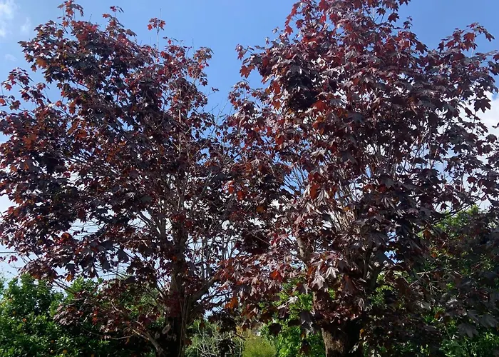  AceroRosso
